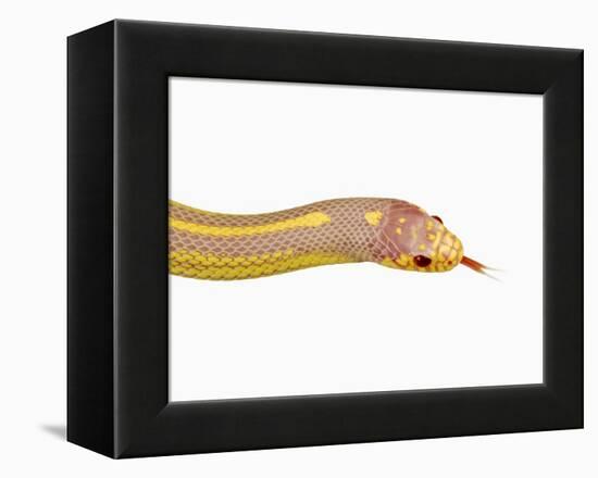 Albino California Kingsnake-Martin Harvey-Framed Premier Image Canvas