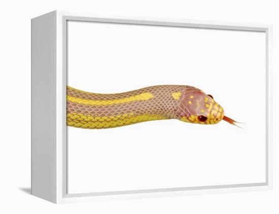 Albino California Kingsnake-Martin Harvey-Framed Premier Image Canvas