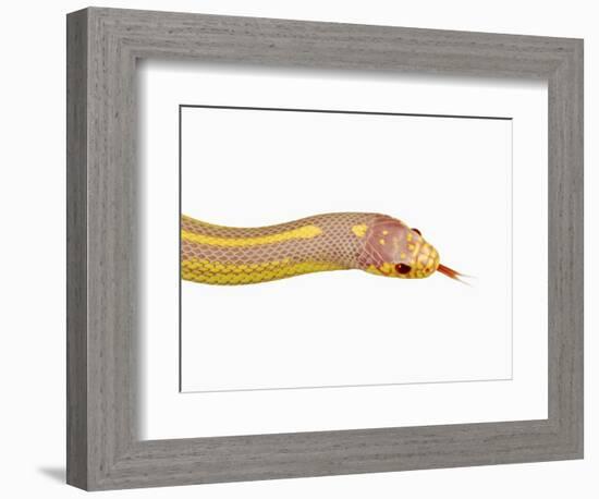 Albino California Kingsnake-Martin Harvey-Framed Photographic Print