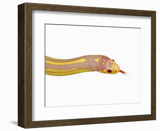 Albino California Kingsnake-Martin Harvey-Framed Photographic Print