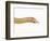 Albino California Kingsnake-Martin Harvey-Framed Photographic Print