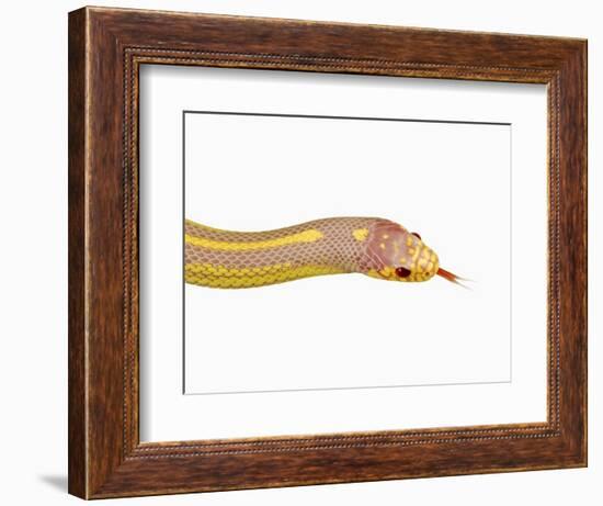 Albino California Kingsnake-Martin Harvey-Framed Photographic Print