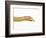 Albino California Kingsnake-Martin Harvey-Framed Photographic Print