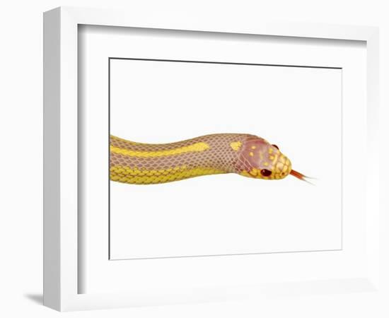 Albino California Kingsnake-Martin Harvey-Framed Photographic Print