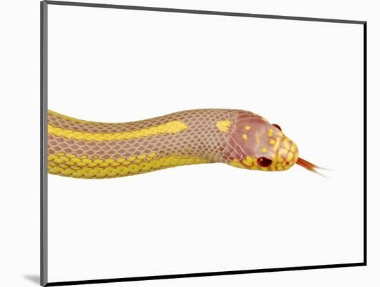 Albino California Kingsnake-Martin Harvey-Mounted Photographic Print