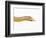 Albino California Kingsnake-Martin Harvey-Framed Photographic Print