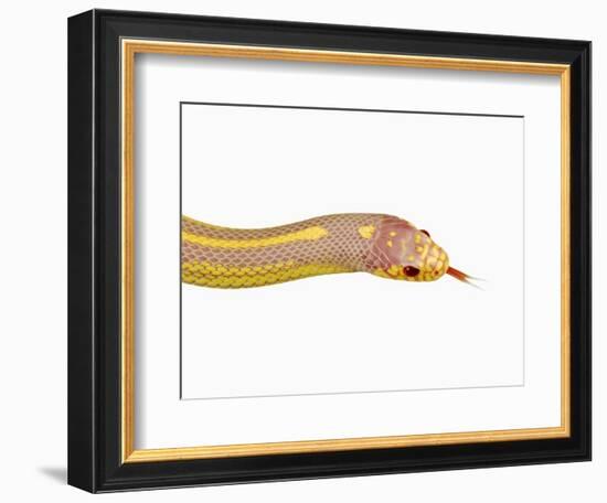 Albino California Kingsnake-Martin Harvey-Framed Photographic Print