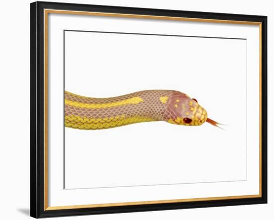 Albino California Kingsnake-Martin Harvey-Framed Photographic Print