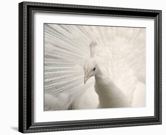 Albino India Blue Peafowl-Eric Baccega-Framed Photographic Print