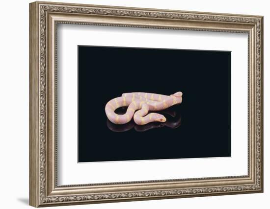 Albino King Snake-DLILLC-Framed Photographic Print