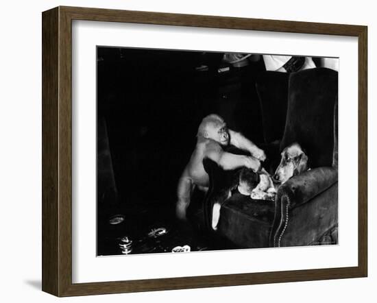 Albino Monkey "Snowflake" Living in Barcelona Zoo Vet's Apartment-Loomis Dean-Framed Photographic Print