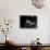 Albino Monkey "Snowflake" Living in Barcelona Zoo Vet's Apartment-Loomis Dean-Photographic Print displayed on a wall