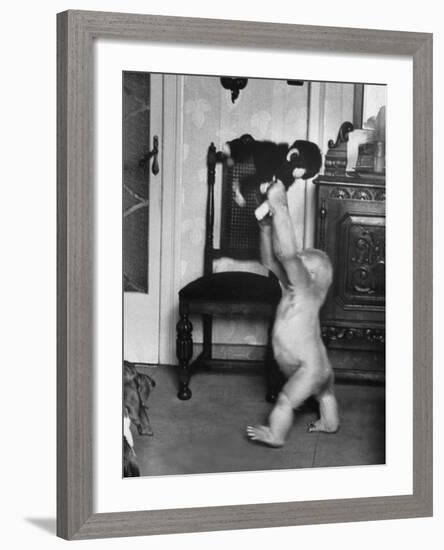 Albino Monkey "Snowflake" Living in Barcelona Zoo Vet's Apartment-Loomis Dean-Framed Photographic Print