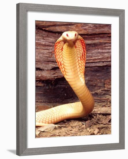 Albino Monocled Cobra, Native to SE Asia-David Northcott-Framed Photographic Print