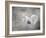 Albino Squirrel-Jai Johnson-Framed Giclee Print