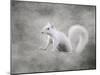 Albino Squirrel-Jai Johnson-Mounted Giclee Print