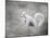 Albino Squirrel-Jai Johnson-Mounted Giclee Print