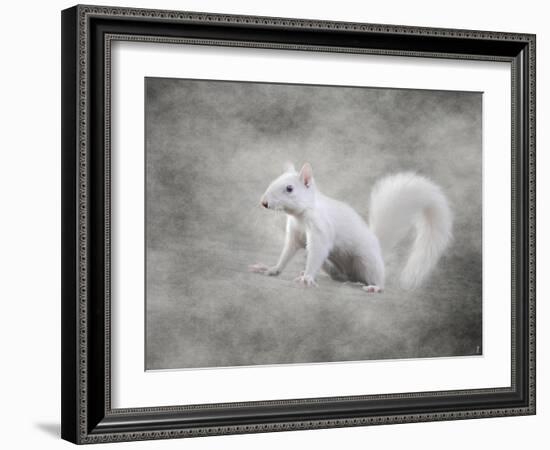 Albino Squirrel-Jai Johnson-Framed Giclee Print