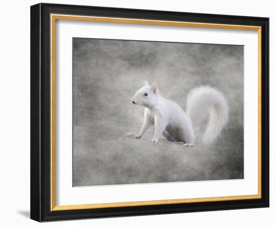 Albino Squirrel-Jai Johnson-Framed Giclee Print