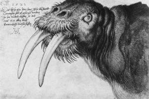 Walrus, British Museum, London by Albrecht D?rer