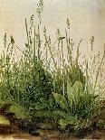 The Large Piece of Grass-Albrecht Drer-Art Print