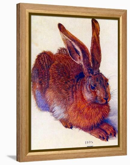 Albrecht Durer Field Hare Plastic Sign-Albrecht Dürer-Framed Stretched Canvas