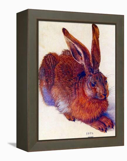 Albrecht Durer Field Hare Plastic Sign-Albrecht Dürer-Framed Stretched Canvas