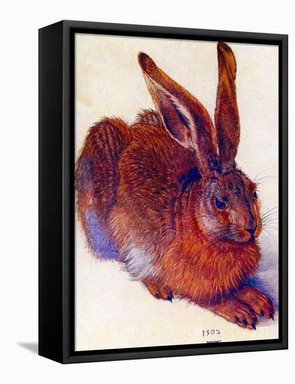 Albrecht Durer Field Hare Plastic Sign-Albrecht Dürer-Framed Stretched Canvas
