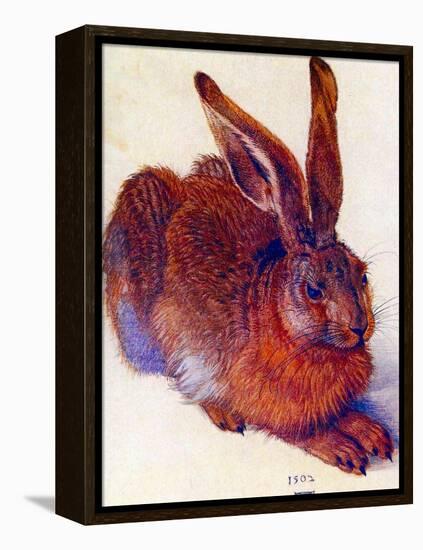 Albrecht Durer Field Hare Plastic Sign-Albrecht Dürer-Framed Stretched Canvas