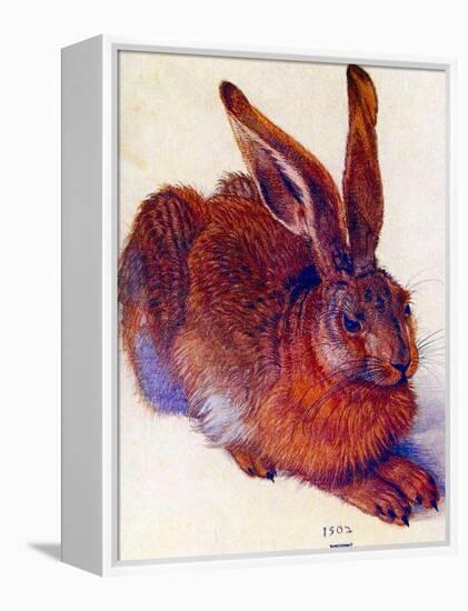 Albrecht Durer Field Hare Plastic Sign-Albrecht Dürer-Framed Stretched Canvas