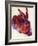 Albrecht Durer Field Hare Plastic Sign-Albrecht Dürer-Framed Art Print