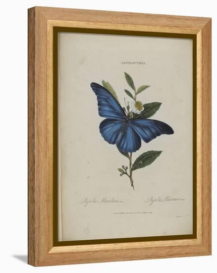 Album Donovan : an epitome of the natural history of insects in China-Edward Donovan-Framed Premier Image Canvas