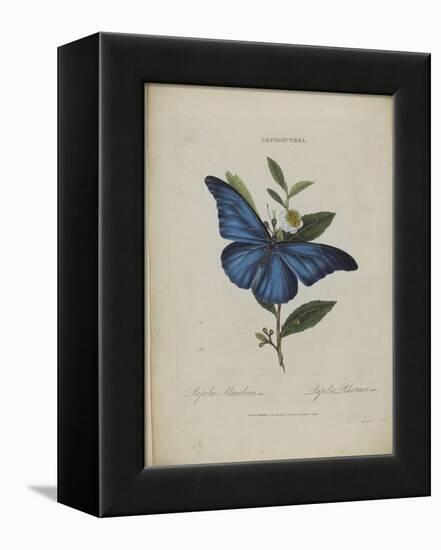 Album Donovan : an epitome of the natural history of insects in China-Edward Donovan-Framed Premier Image Canvas