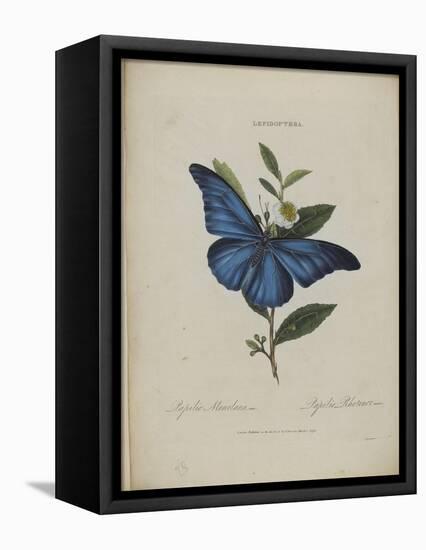 Album Donovan : an epitome of the natural history of insects in China-Edward Donovan-Framed Premier Image Canvas