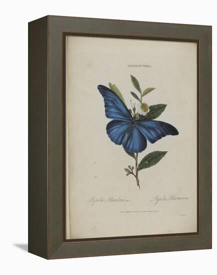 Album Donovan : an epitome of the natural history of insects in China-Edward Donovan-Framed Premier Image Canvas