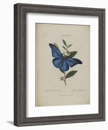 Album Donovan : an epitome of the natural history of insects in China-Edward Donovan-Framed Giclee Print