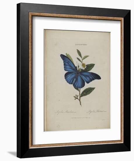 Album Donovan : an epitome of the natural history of insects in China-Edward Donovan-Framed Giclee Print