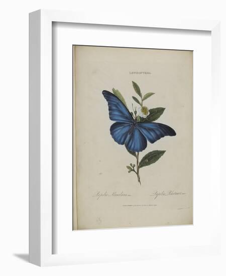 Album Donovan : an epitome of the natural history of insects in China-Edward Donovan-Framed Giclee Print