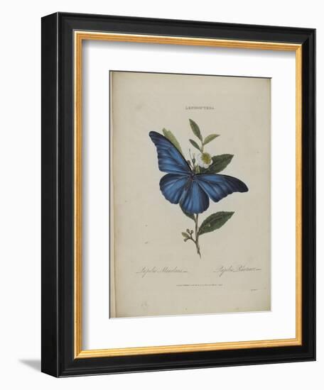 Album Donovan : an epitome of the natural history of insects in China-Edward Donovan-Framed Giclee Print