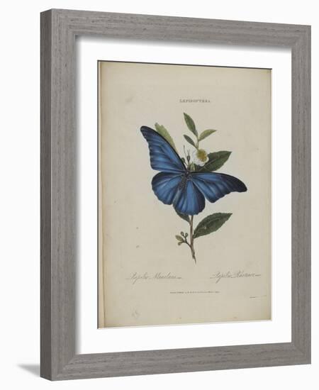 Album Donovan : an epitome of the natural history of insects in China-Edward Donovan-Framed Giclee Print