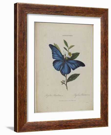 Album Donovan : an epitome of the natural history of insects in China-Edward Donovan-Framed Giclee Print