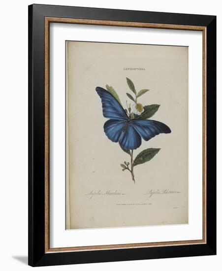 Album Donovan : an epitome of the natural history of insects in China-Edward Donovan-Framed Giclee Print