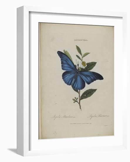 Album Donovan : an epitome of the natural history of insects in China-Edward Donovan-Framed Giclee Print