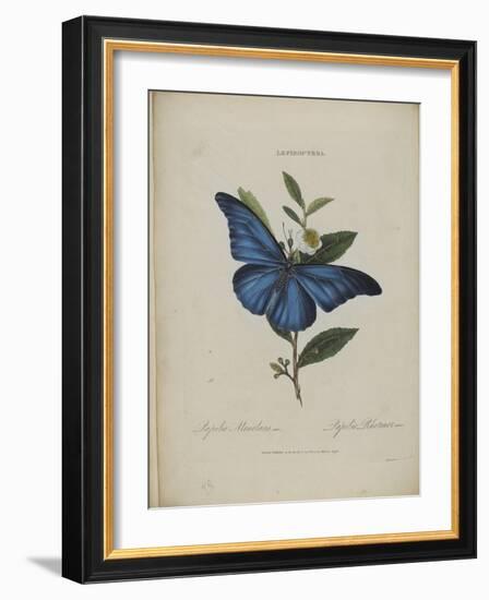 Album Donovan : an epitome of the natural history of insects in China-Edward Donovan-Framed Giclee Print