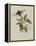 Album Donovan : an epitome of the natural history of insects in China-Edward Donovan-Framed Premier Image Canvas