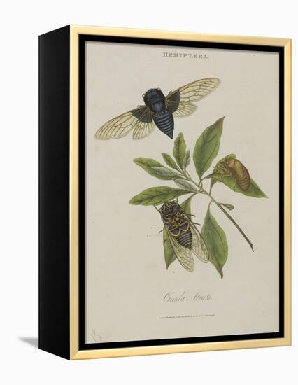 Album Donovan : an epitome of the natural history of insects in China-Edward Donovan-Framed Premier Image Canvas