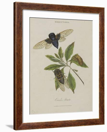 Album Donovan : an epitome of the natural history of insects in China-Edward Donovan-Framed Giclee Print