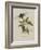 Album Donovan : an epitome of the natural history of insects in China-Edward Donovan-Framed Giclee Print