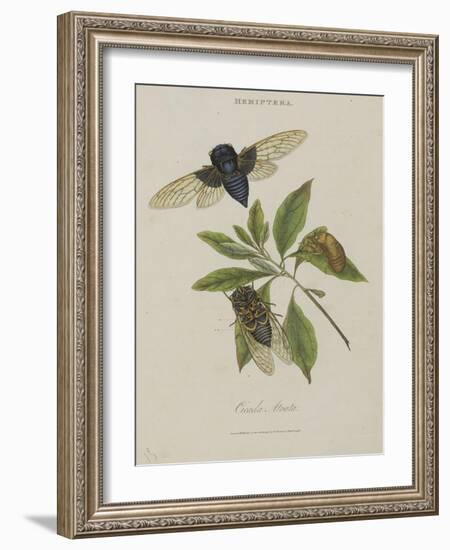 Album Donovan : an epitome of the natural history of insects in China-Edward Donovan-Framed Giclee Print