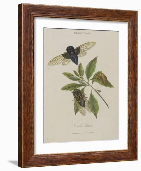 Album Donovan : an epitome of the natural history of insects in China-Edward Donovan-Framed Giclee Print